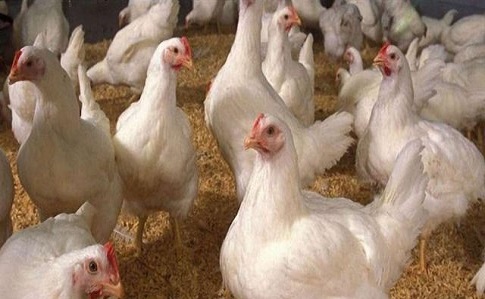 В Польше обнаружили новые вспышки птичьего гриппа