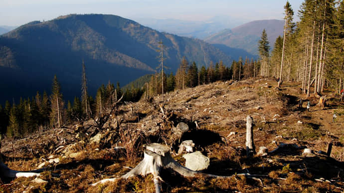 Шмигаль заявив, що в Україні посадили більше лісів, ніж вирубали
