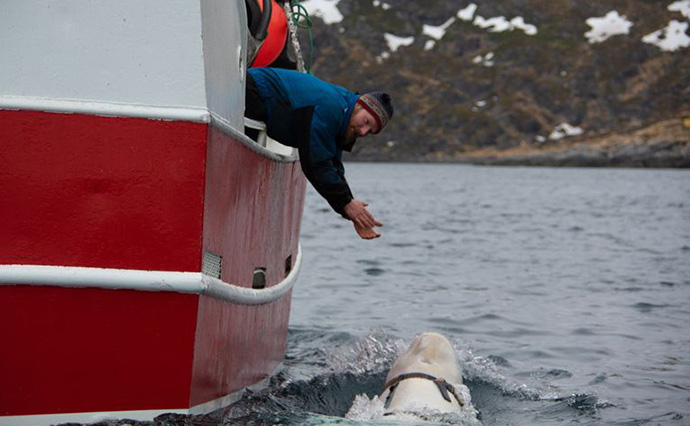 Фото: морской биолог и инспектор морской службы управления рыболовства Норвегии Йорген Вииг, Verdens Gang