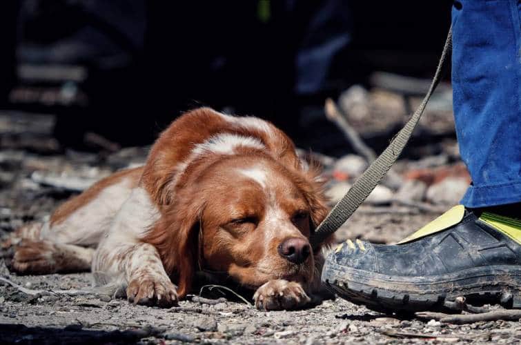 Rescue dog falls asleep on rubble in Uman after hours of searching for people 