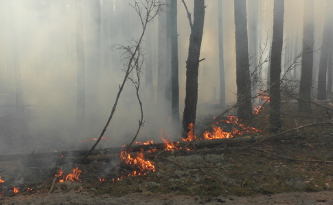 Кілька сотень людей гасять пожежу на Житомирщині, воду скидатимуть літаками