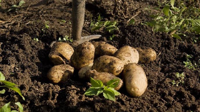 На Львівщині люди отруїлися газами картоплі: 4 загиблих