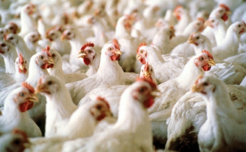 В Винницкой области из-за гриппа ликвидированы 108 тысяч голов птицы