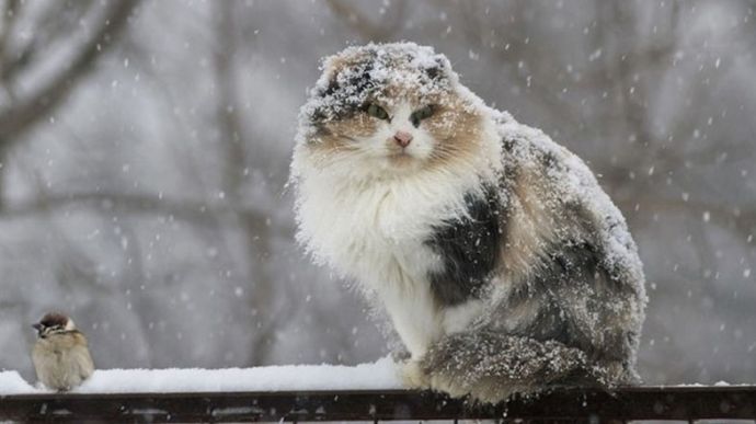 Напередодні Святвечора в Україні очікуються снігопади і дощ, місцями ожеледь