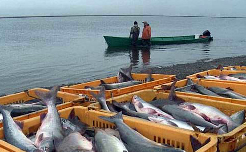 РФ захватила почти все рыболовецкие ресурсы Украины в Черном море