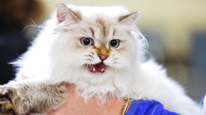 В России впервые диагностировали коронавирус у кошки