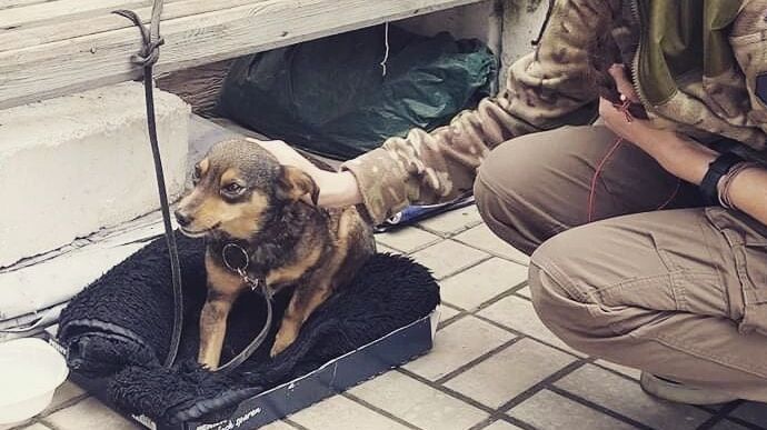 5 days of shelling: Mariupol resident and his dog make it to Zaporizhzhia on foot and paw