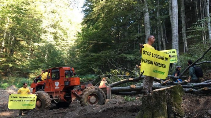 В Румынии избили журналистов и эколога при съемке фильма о незаконной вырубке леса 