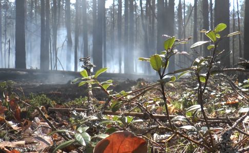 У Чорнобильській зоні досі гасять осередки пожеж