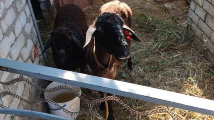 Found it in pit with dead animals: story of Ukrainian soldier who rescued Pryma the sheep in Donetsk Oblast – photo