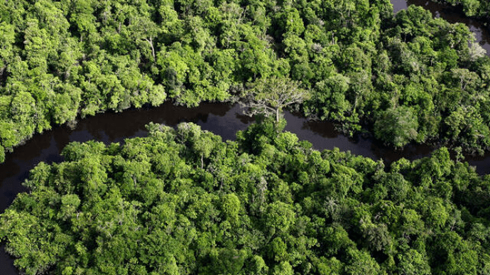 Рівень вирубки лісу в бразильській Амазонії — найвищий за десятиліття